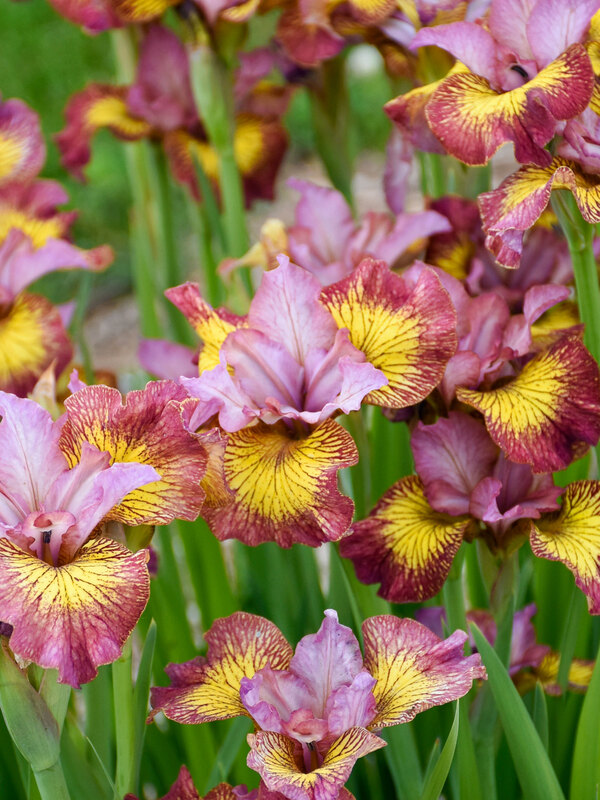 Iris Fiddles on Fire