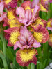 Iris Fiddles on Fire