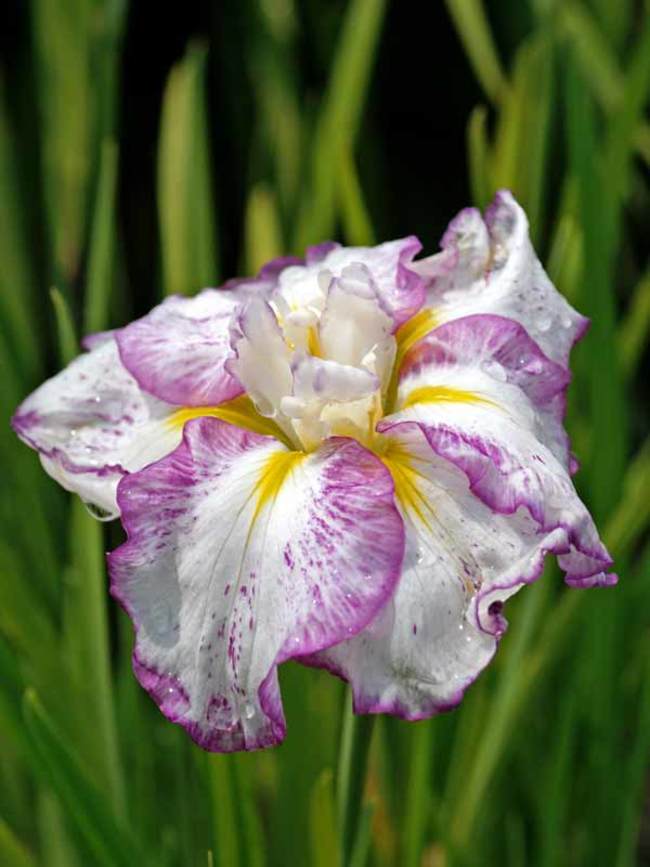 Iris Freckled Geisha