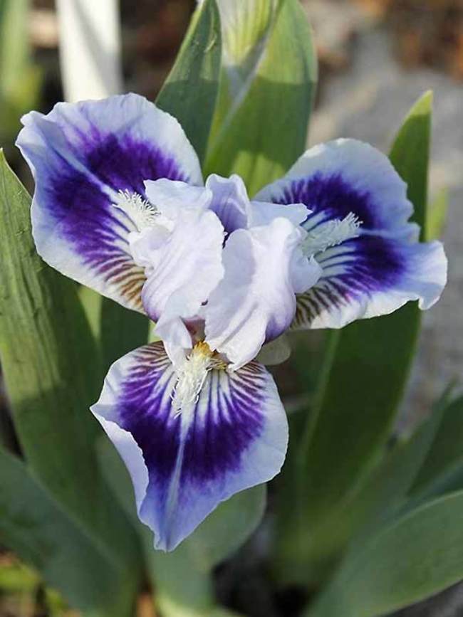 Iris Germanica Ice And Indigo