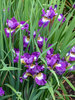Iris Jewelled Crown