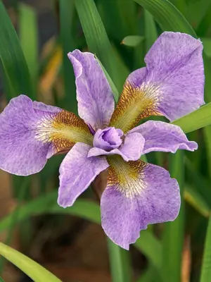Link to Iris Kita-No-Seiza