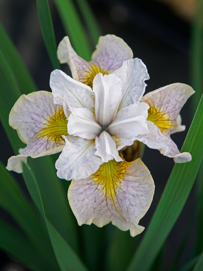 Iris Lemon Veil