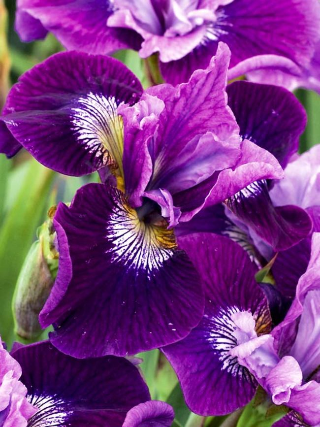 Iris Lady Vanessa