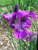 Iris Lady Vanessa