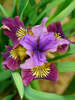 Iris Miss Apple