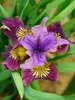Iris Miss Apple