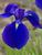 Iris Maize N Blue