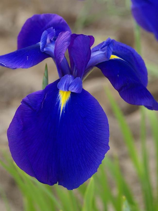 IRIS