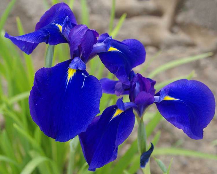 Iris Maize N Blue  Bluestone Perennials