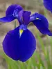 Iris Maize N Blue