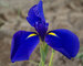 Iris Maize N Blue