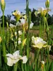 Iris Moon Silk