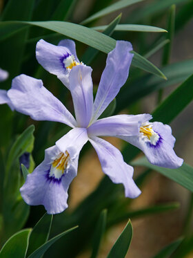 Photo of Iris Powder Blue Giant