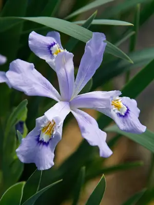 Link to Iris Powder Blue Giant