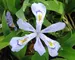 Iris Powder Blue Giant