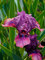Iris Pastel Charm