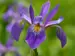 Iris Purple Flame