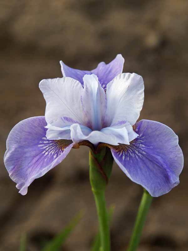 Iris Pleasures of May