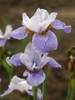 Iris Pleasures of May