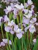 Iris Pleasures of May