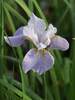 Iris Pleasures of May