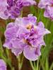 Iris Pink Parfait