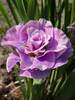 Iris Pink Parfait