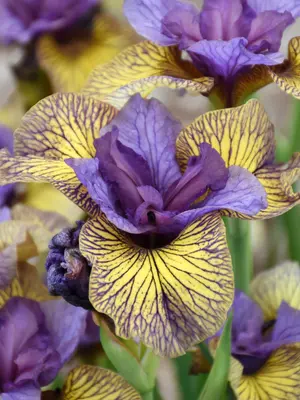 Link to Iris Purring Tiger