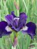 Iris siberica Shirley Pope