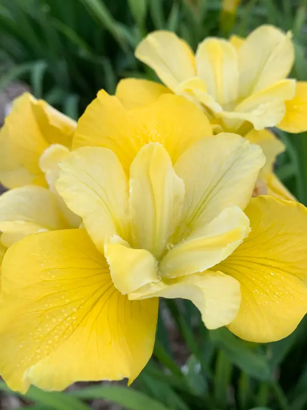 Iris Sunfisher