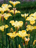 Iris Sunfisher