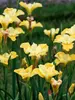 Iris Sunfisher
