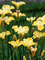 Iris Sunfisher