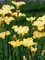 Iris Sunfisher