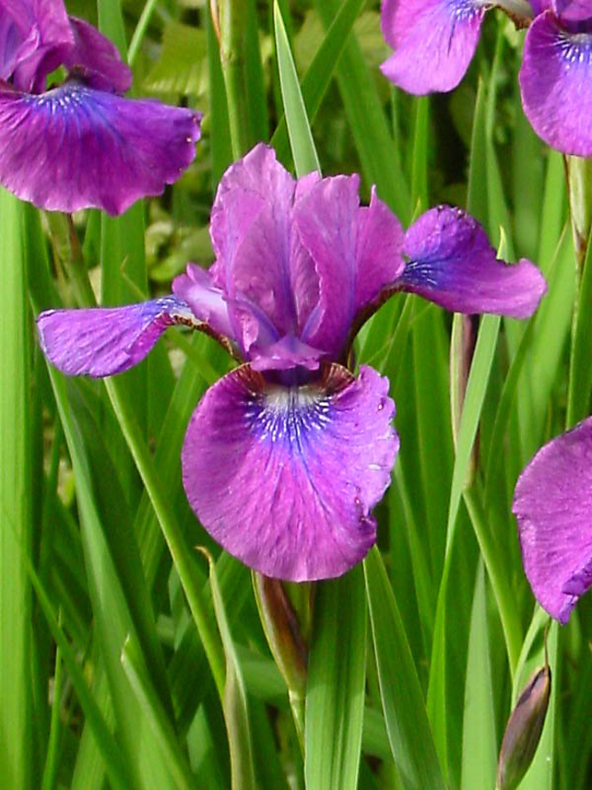 Iris siberica Temper Tantrum