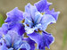 Iris Tutu Blue