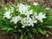 Iris Tennessee White