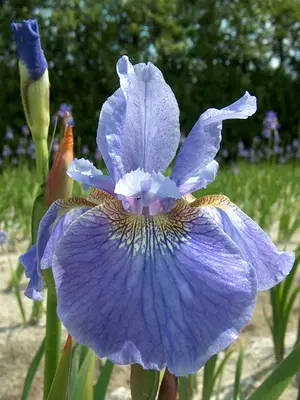 Link to Iris Welcome Return