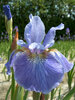 Iris Welcome Return