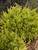 Juniperus Good Vibrations Gold