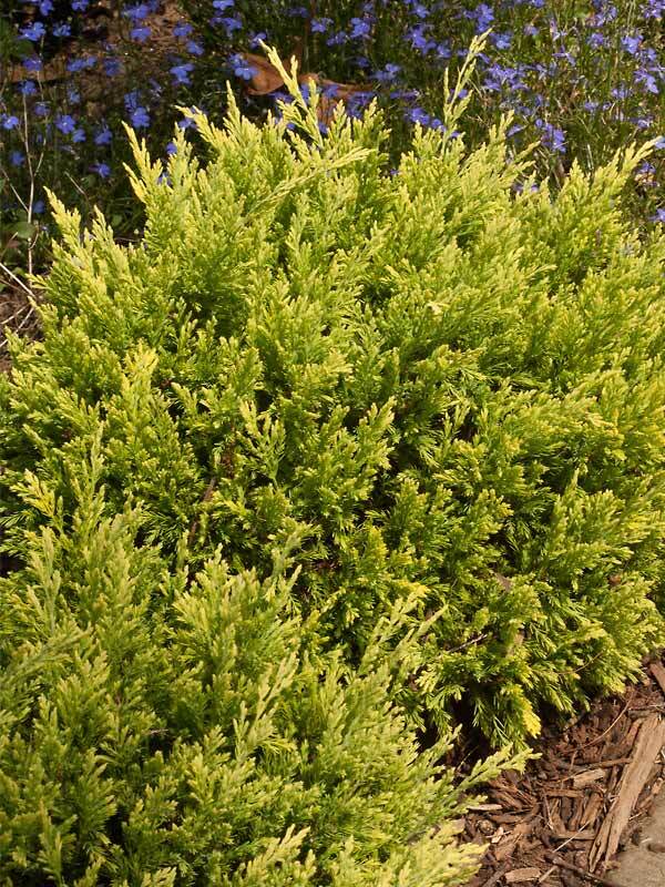 Juniperus Good Vibrations Gold
