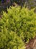 Juniperus Good Vibrations Gold