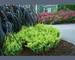 Juniperus Good Vibrations Gold