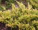 Juniperus Good Vibrations Gold