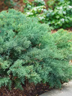 Link to Juniperus Montana Moss&reg;