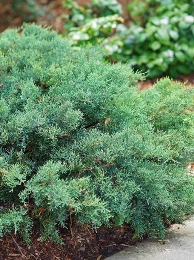 Juniperus Montana Moss