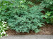 Juniperus Montana Moss