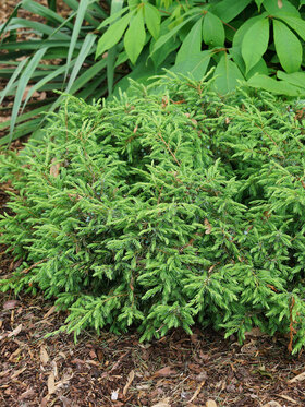Photo of Juniperus Tortuga