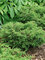 Juniperus Tortuga